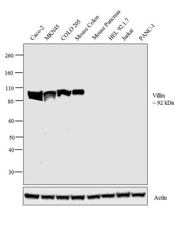 Villin Antibody