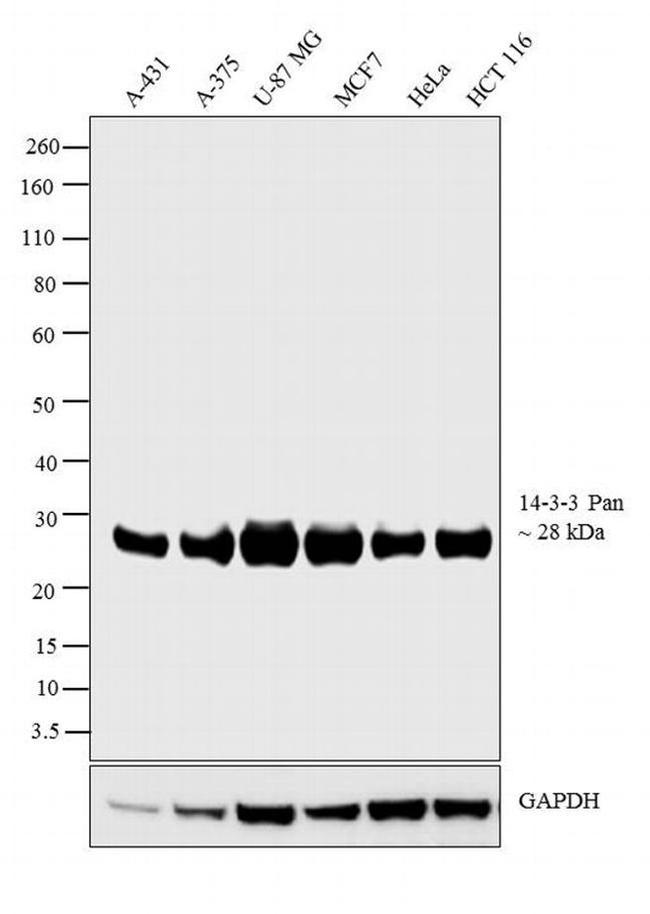 14-3-3 Pan Antibody in Western Blot (WB)