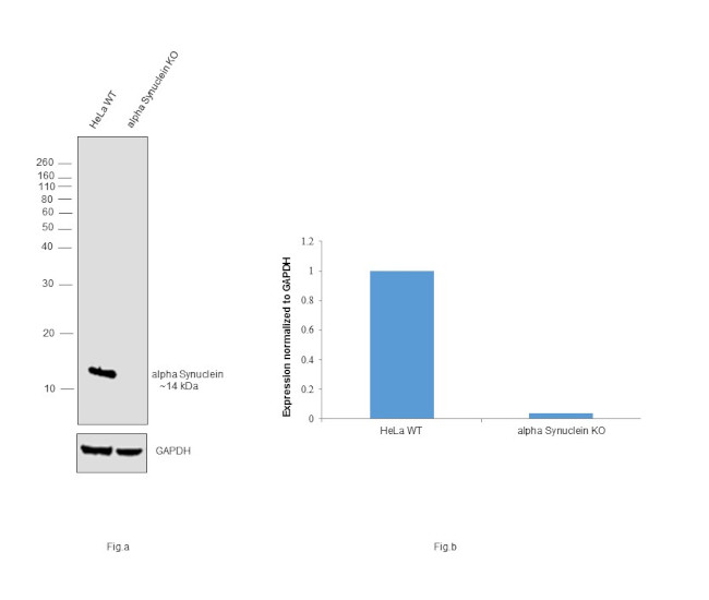 alpha Synuclein Antibody