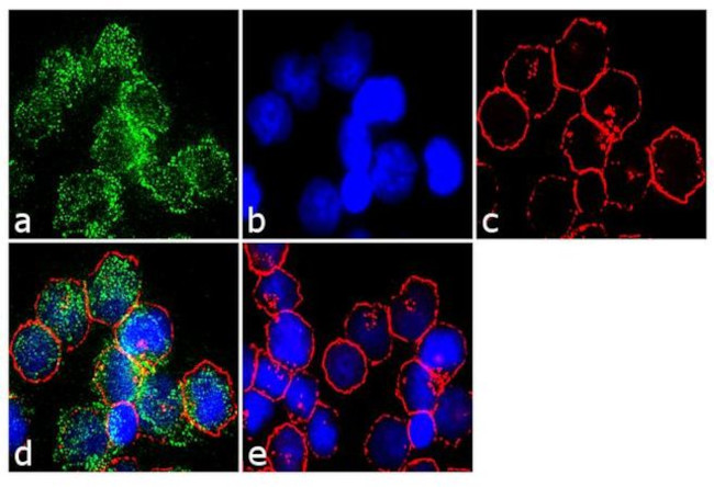 CD99 Antibody in Immunocytochemistry (ICC/IF)