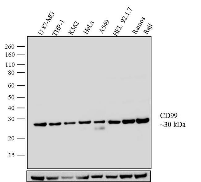 CD99 Antibody in Western Blot (WB)