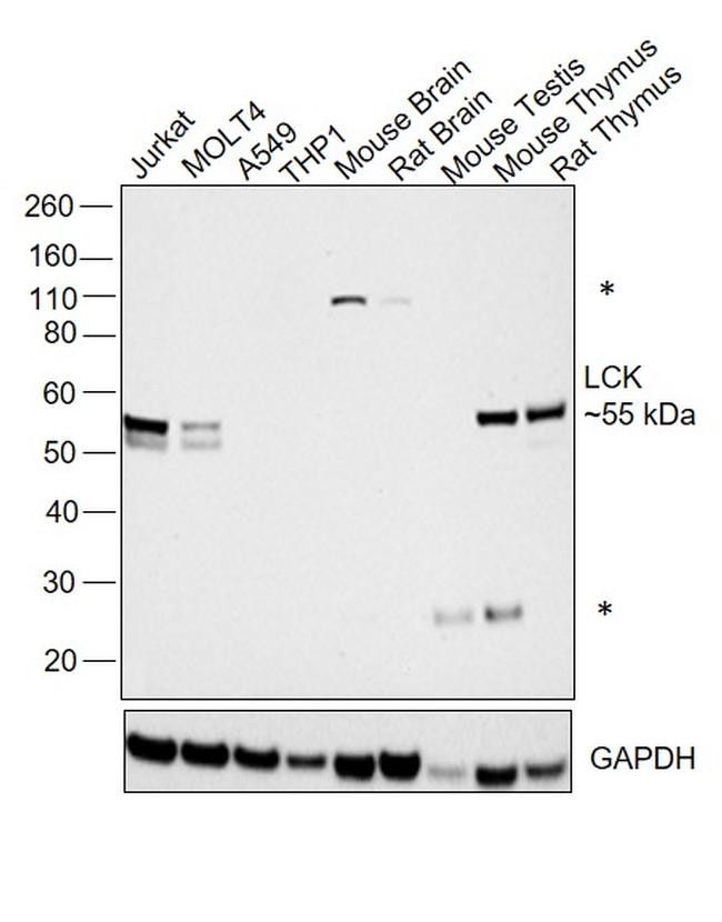 LCK Antibody in Western Blot (WB)