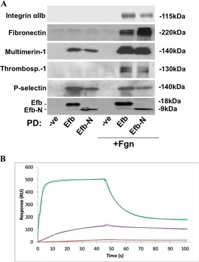 Thrombospondin 1 Antibody in Western Blot (WB)