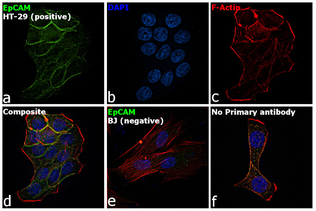 EpCAM Antibody