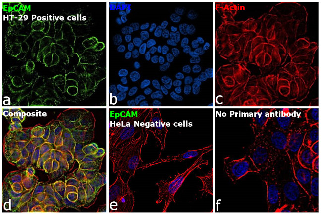 EpCAM Antibody in Immunocytochemistry (ICC/IF)