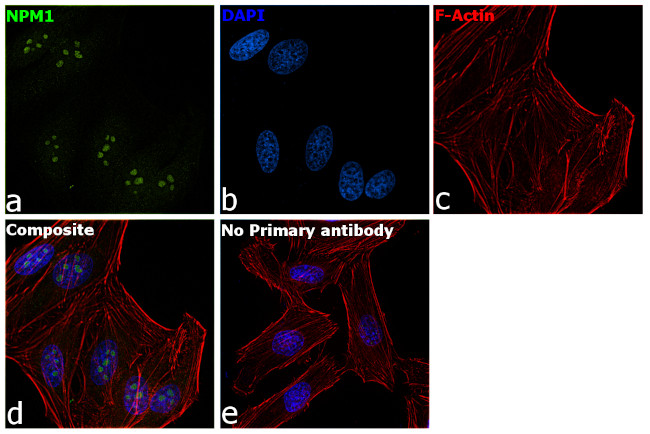 NPM1 Antibody in Immunocytochemistry (ICC/IF)