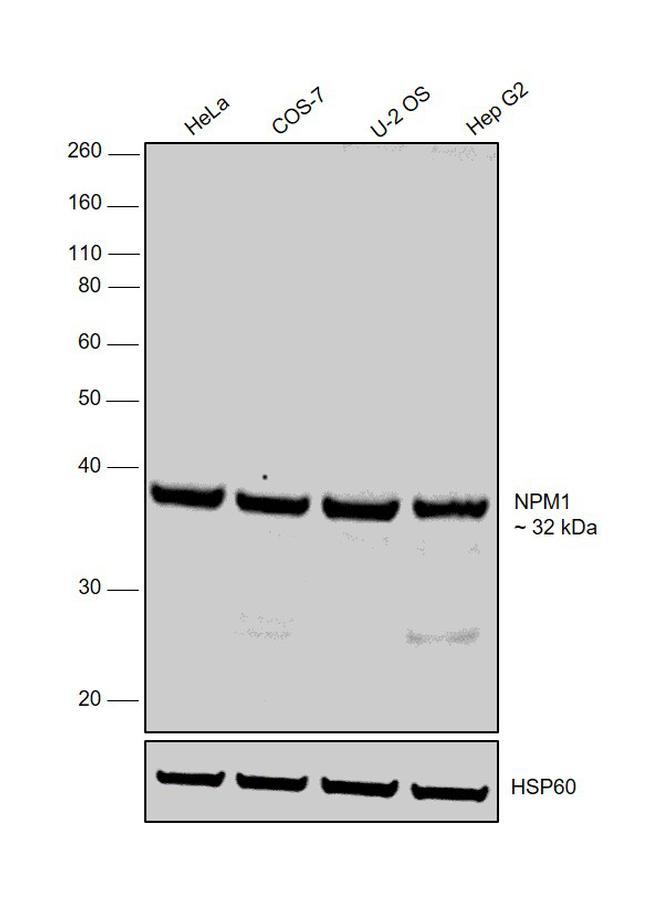 NPM1 Antibody in Western Blot (WB)