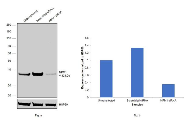 NPM1 Antibody in Western Blot (WB)