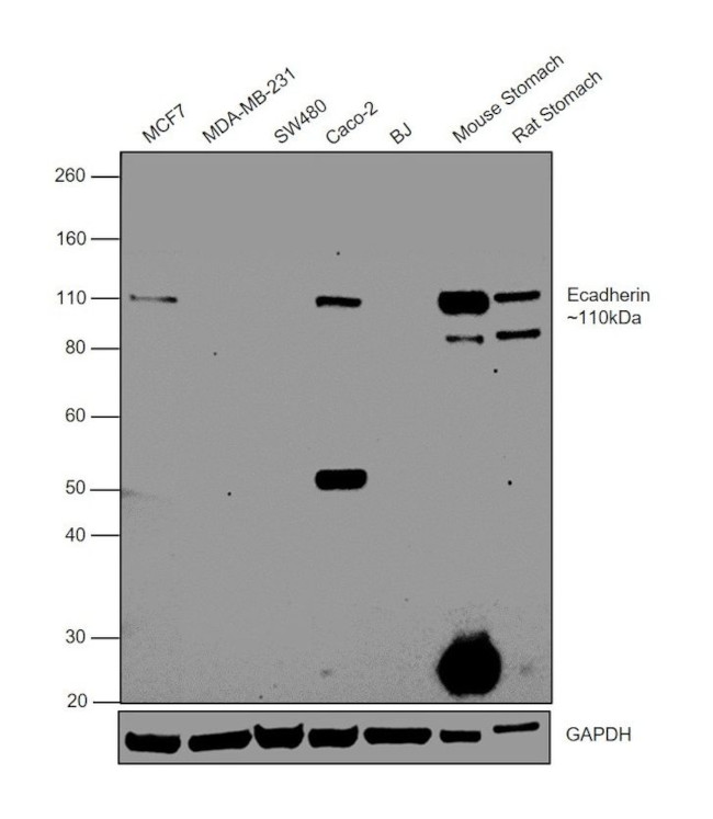 E-cadherin Antibody