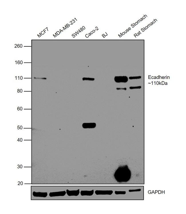 E-cadherin Antibody in Western Blot (WB)