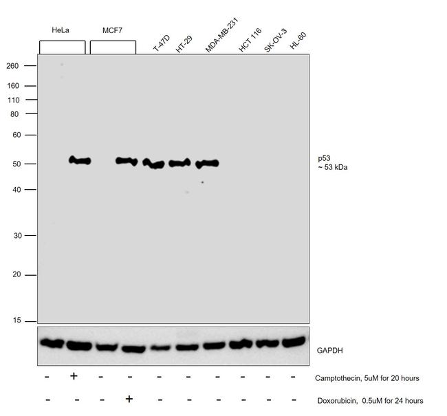 p53 Antibody