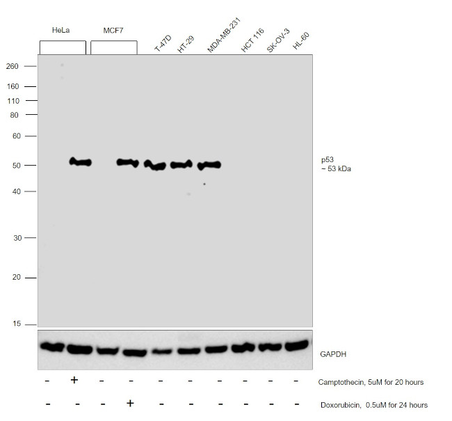 p53 Antibody