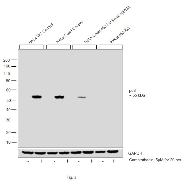 p53 Antibody