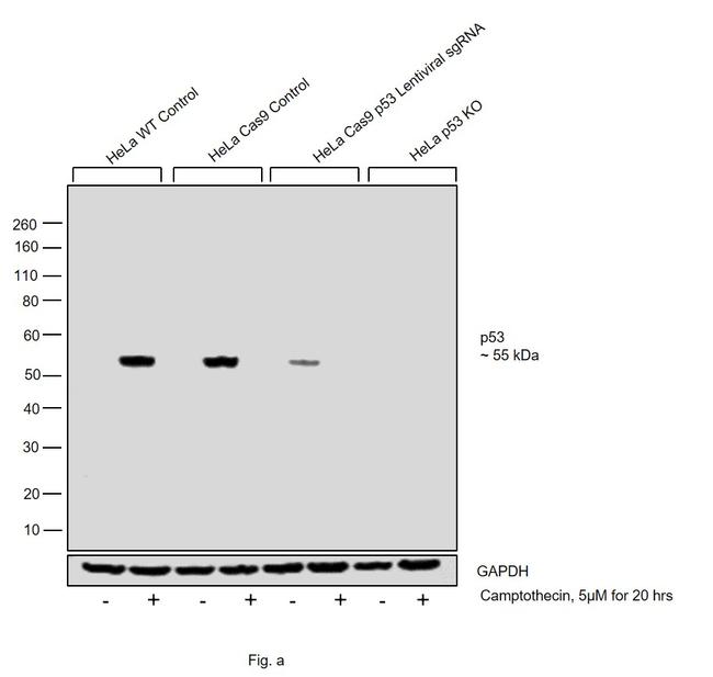 p53 Antibody in Western Blot (WB)