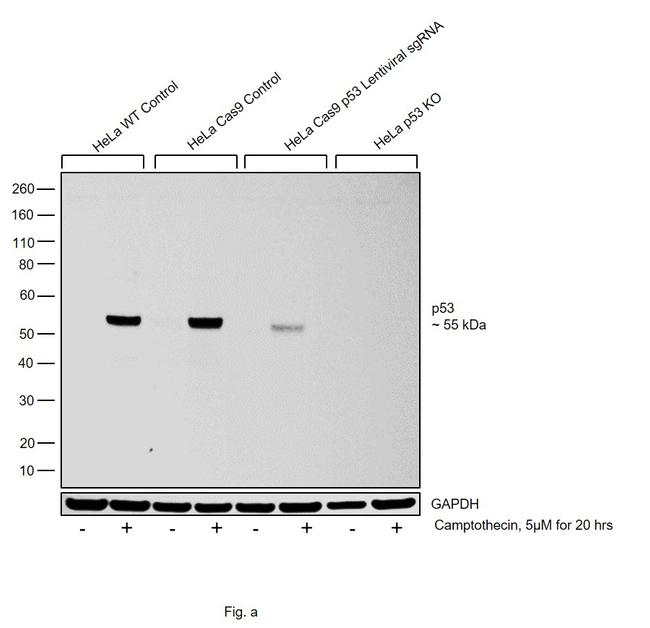 p53 Antibody in Western Blot (WB)