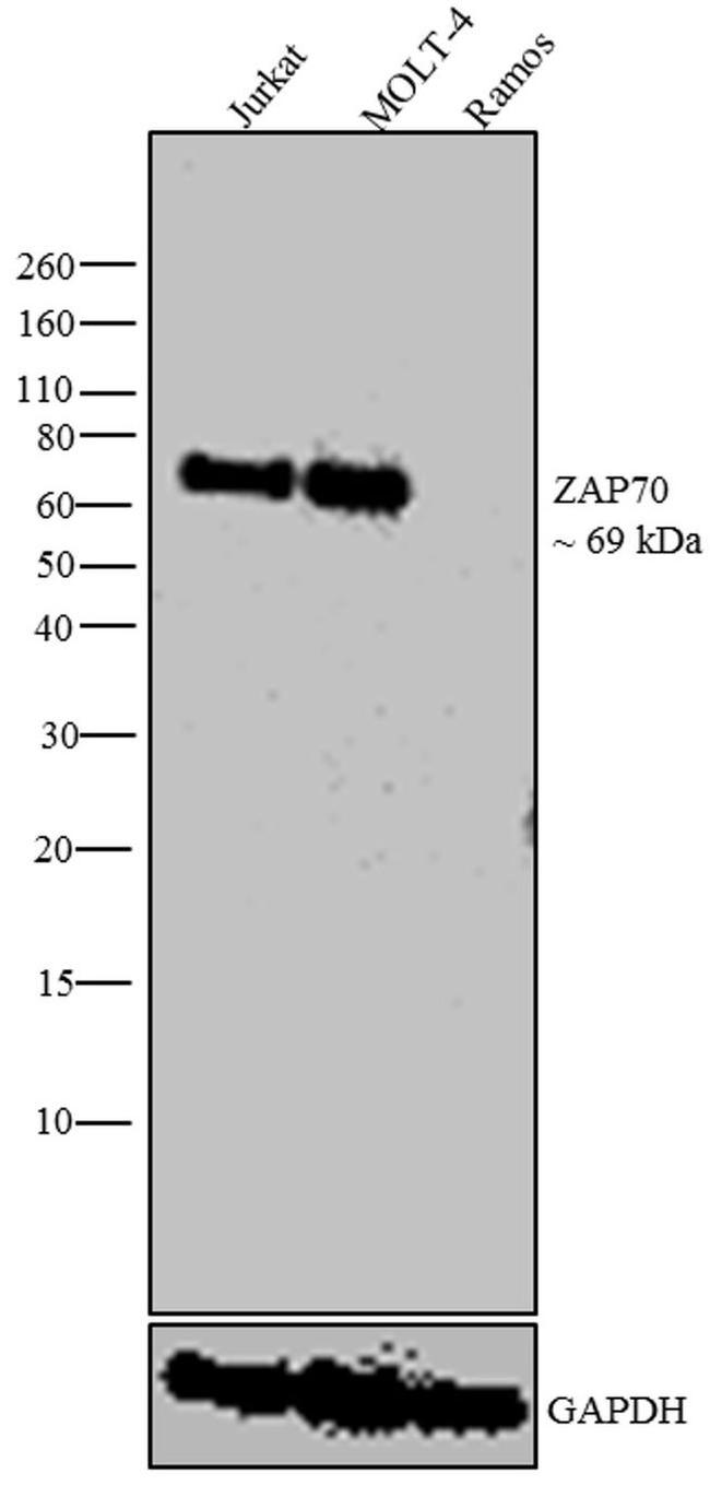 Zap-70 Antibody in Western Blot (WB)