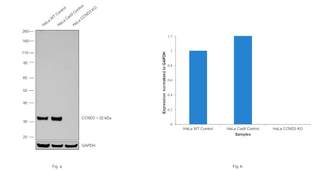 Cyclin D3 Antibody