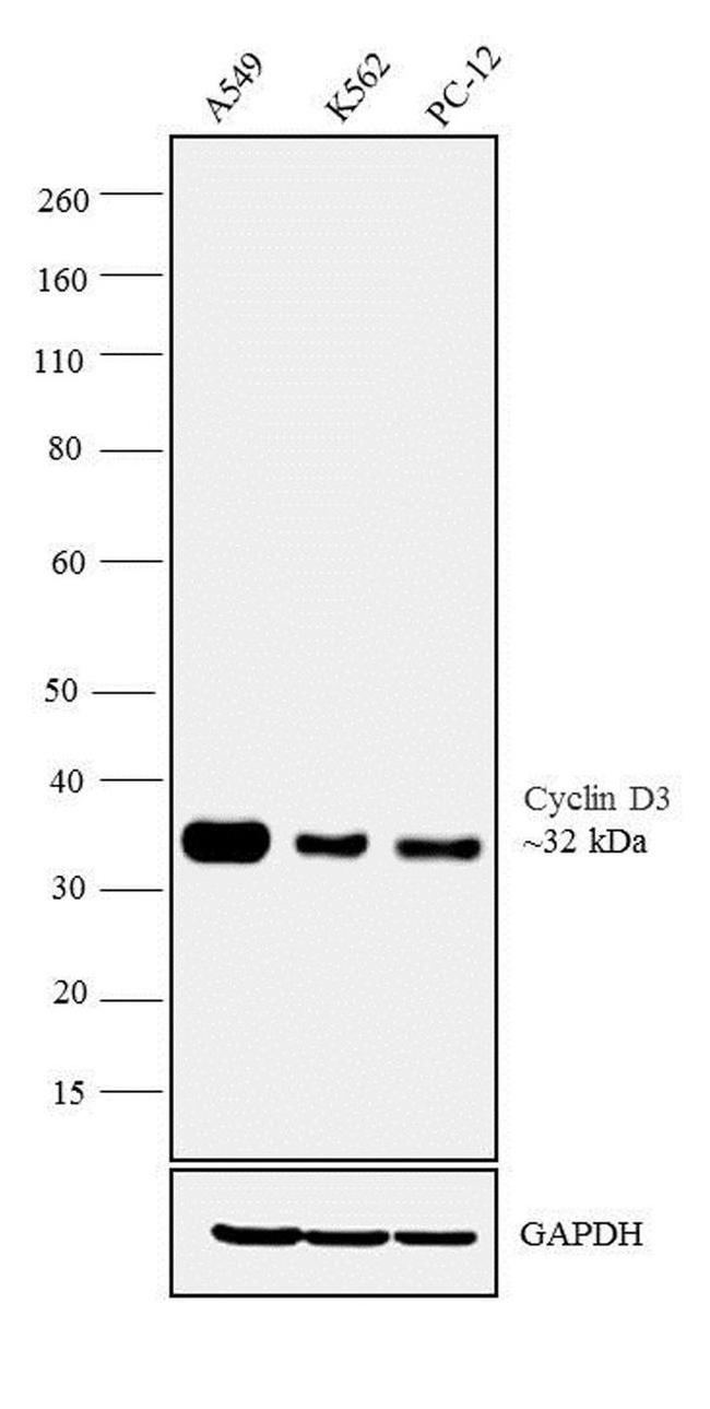 Cyclin D3 Antibody in Western Blot (WB)