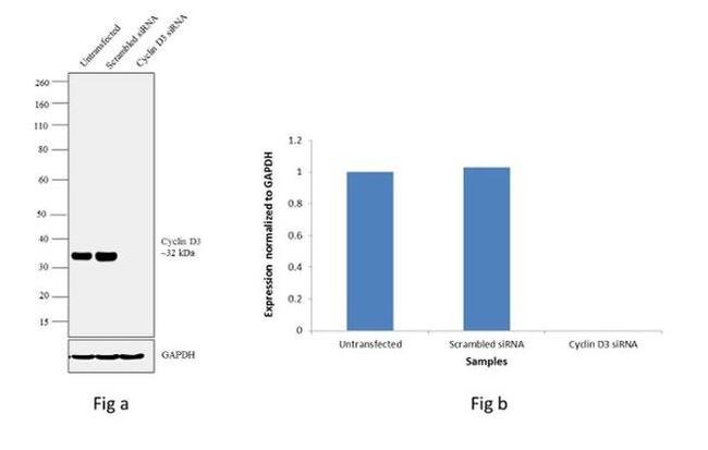 Cyclin D3 Antibody in Western Blot (WB)