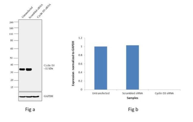 Cyclin D3 Antibody