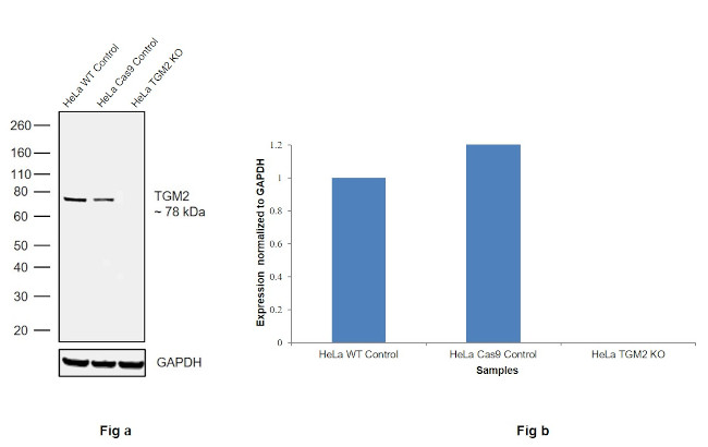 TGM2 Antibody