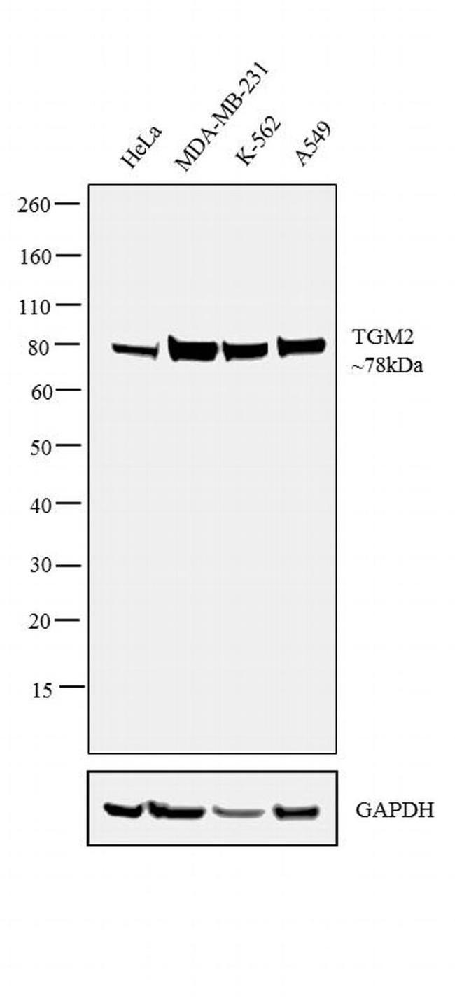 TGM2 Antibody in Western Blot (WB)