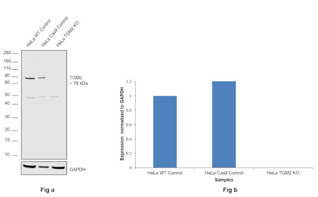 TGM2 Antibody