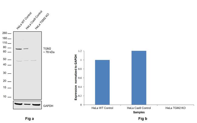 TGM2 Antibody in Western Blot (WB)