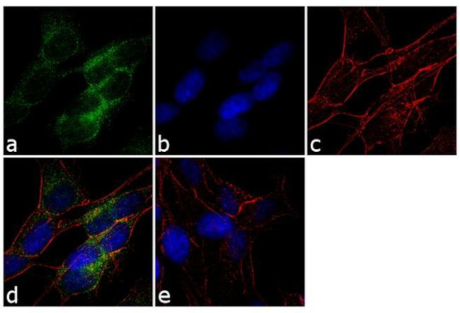 Fibrillin 1 Antibody in Immunocytochemistry (ICC/IF)