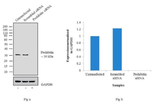 Prohibitin Antibody