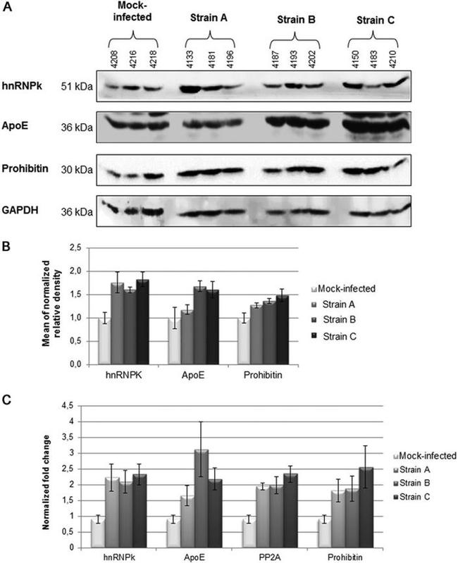 Prohibitin Antibody in Western Blot (WB)