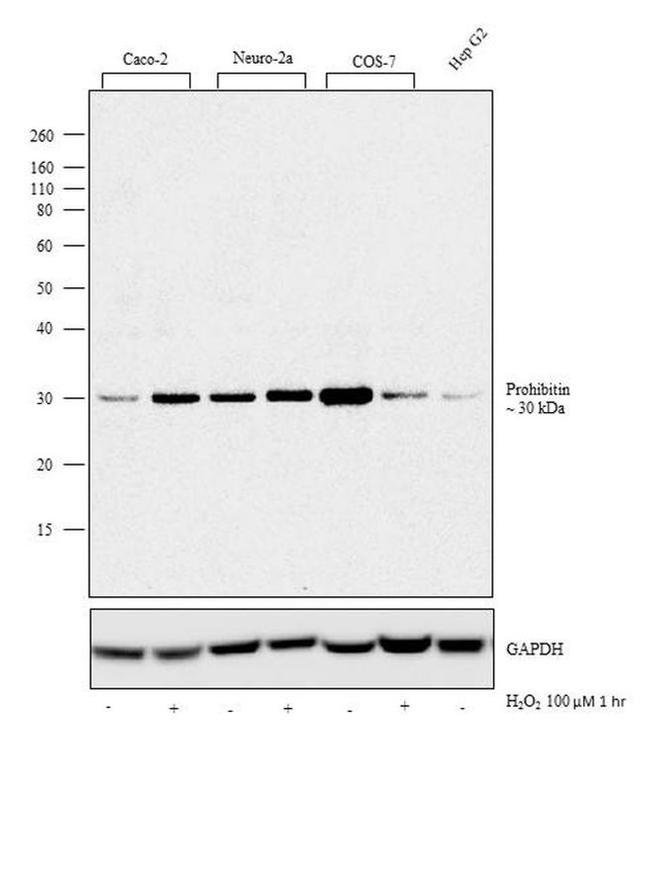 Prohibitin Antibody in Western Blot (WB)