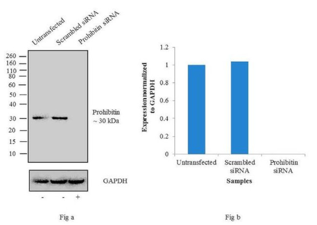 Prohibitin Antibody