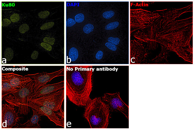 Ku80 Antibody in Immunocytochemistry (ICC/IF)