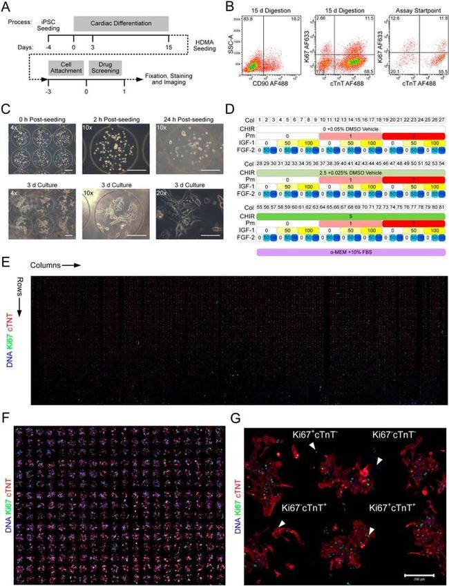 Cardiac Troponin T Antibody in Immunocytochemistry, Flow Cytometry (ICC/IF, Flow)