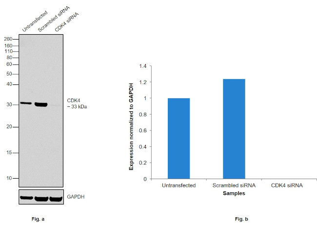 CDK4 Antibody