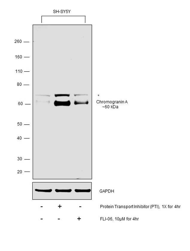 Chromogranin A Antibody