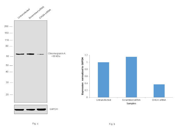 Chromogranin A Antibody