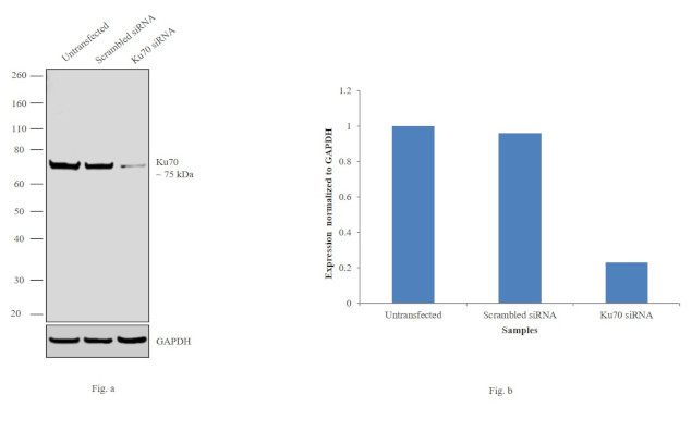 Ku70 Antibody