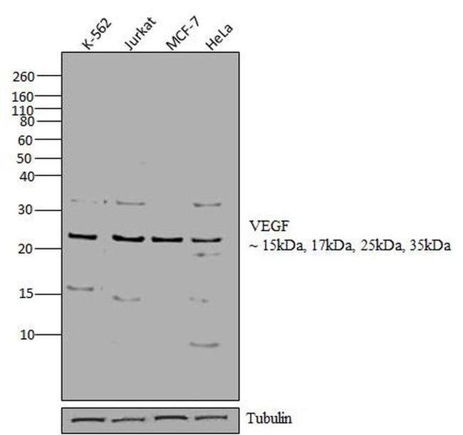 VEGF Antibody in Western Blot (WB)