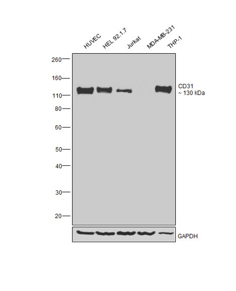 CD31 Antibody