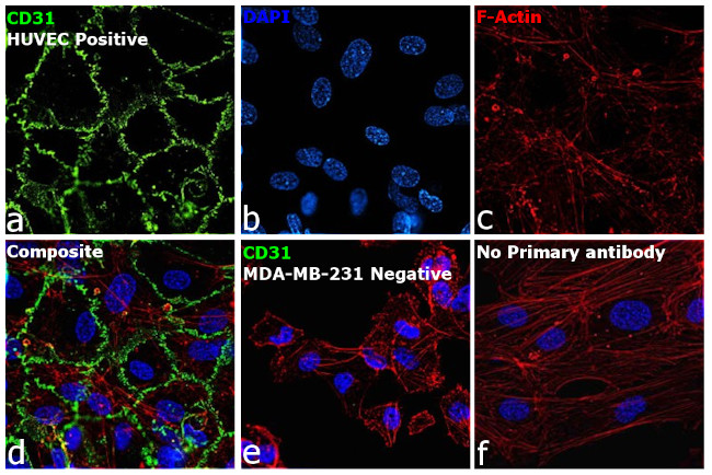 CD31 Antibody in Immunocytochemistry (ICC/IF)