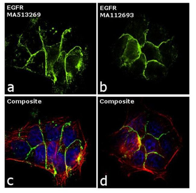 EGFR Antibody