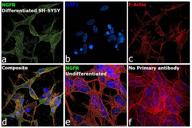 NGFR Antibody