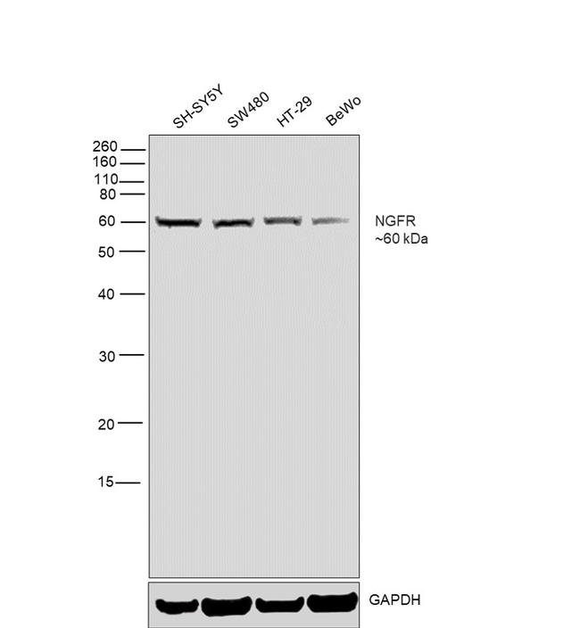 NGFR Antibody in Western Blot (WB)