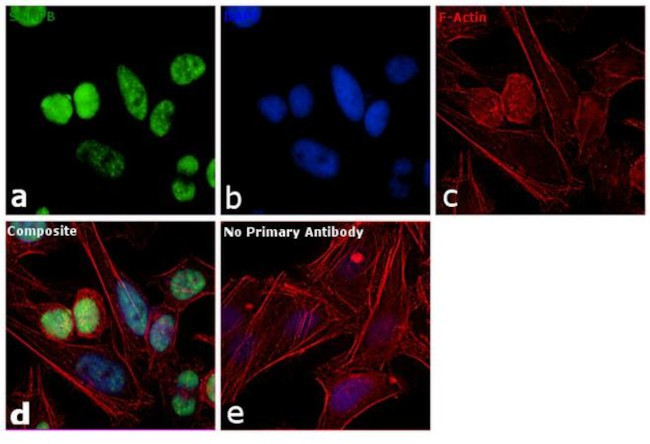 SNRPB Antibody in Immunocytochemistry (ICC/IF)