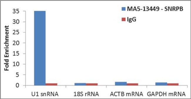 SNRPB Antibody