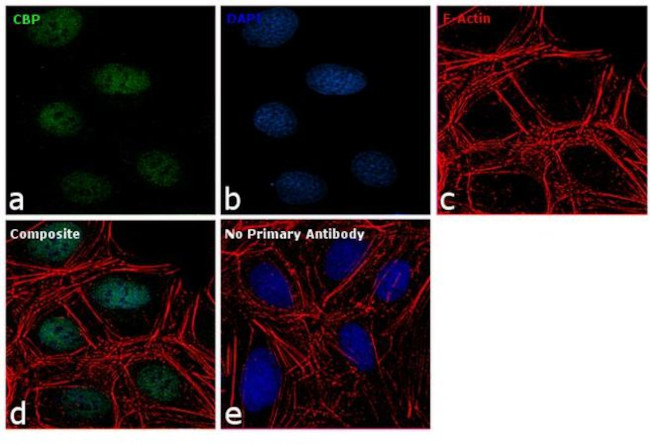 CBP Antibody in Immunocytochemistry (ICC/IF)