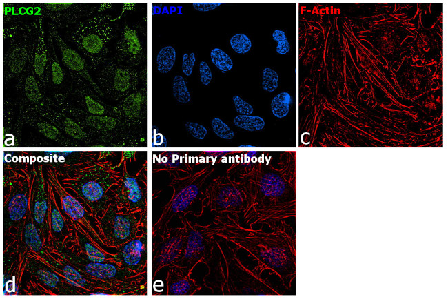 CBP Antibody in Immunocytochemistry (ICC/IF)