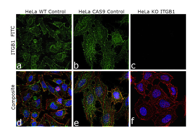 ITGB1 Antibody